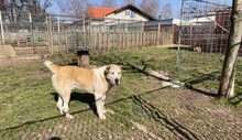 THOR, Hund, Zentralasiatischer Owtcharka-Mix in Kroatien - Bild 1
