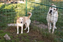 THOR, Hund, Zentralasiatischer Owtcharka-Mix in Kroatien - Bild 3