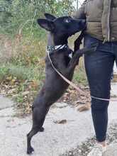 CLEO, Hund, Mischlingshund in Ungarn - Bild 12