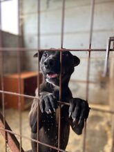 CLEO, Hund, Mischlingshund in Ungarn - Bild 7