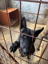 CLEO, Hund, Mischlingshund in Ungarn - Bild 8