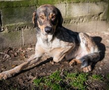 BOYGEORGE, Hund, Mischlingshund in Düsseldorf - Bild 15
