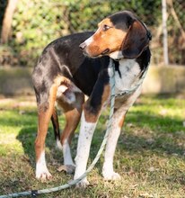 HECTOR, Hund, Mischlingshund in Griechenland - Bild 12