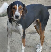HECTOR, Hund, Mischlingshund in Griechenland - Bild 2