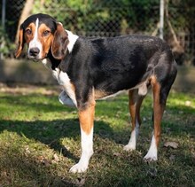 HECTOR, Hund, Mischlingshund in Griechenland - Bild 8