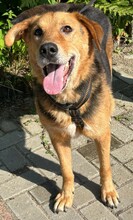 WOODY, Hund, Mischlingshund in Griechenland - Bild 12