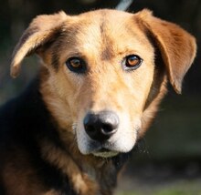 WOODY, Hund, Mischlingshund in Griechenland - Bild 13