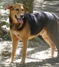 WOODY, Hund, Mischlingshund in Griechenland - Bild 14