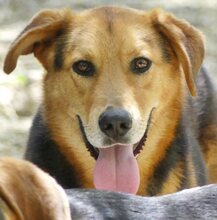 WOODY, Hund, Mischlingshund in Griechenland - Bild 15