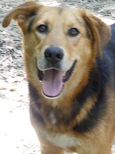 WOODY, Hund, Mischlingshund in Griechenland - Bild 17