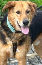 WOODY, Hund, Mischlingshund in Griechenland - Bild 3