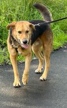 WOODY, Hund, Mischlingshund in Griechenland - Bild 7