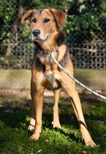 WOODY, Hund, Mischlingshund in Heiligenhaus - Bild 27