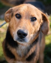 WOODY, Hund, Mischlingshund in Heiligenhaus - Bild 28