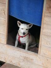 EDDIE, Hund, Mischlingshund in Spanien - Bild 12