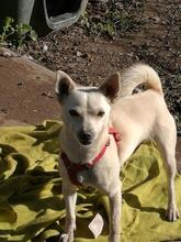 EDDIE, Hund, Mischlingshund in Spanien - Bild 8