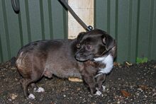 PATRICK, Hund, Chihuahua-Mix in Ungarn - Bild 2