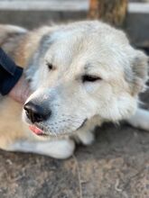 IPO, Hund, Zentralasiatischer Owtcharka in Ungarn - Bild 4