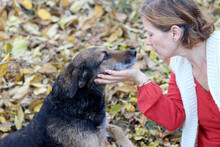 INGRID, Hund, Mischlingshund in Rumänien - Bild 10
