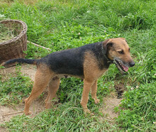 INGRID, Hund, Mischlingshund in Rumänien - Bild 11