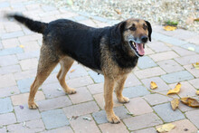INGRID, Hund, Mischlingshund in Rumänien - Bild 13