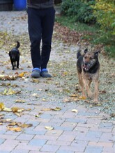 INGRID, Hund, Mischlingshund in Rumänien - Bild 14