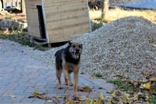 INGRID, Hund, Mischlingshund in Rumänien - Bild 15