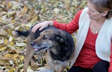 INGRID, Hund, Mischlingshund in Rumänien - Bild 16