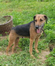 INGRID, Hund, Mischlingshund in Rumänien - Bild 17