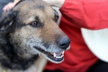 INGRID, Hund, Mischlingshund in Rumänien - Bild 18
