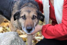 INGRID, Hund, Mischlingshund in Rumänien - Bild 19