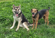 INGRID, Hund, Mischlingshund in Rumänien - Bild 2
