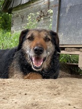 INGRID, Hund, Mischlingshund in Rumänien - Bild 21