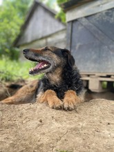 INGRID, Hund, Mischlingshund in Rumänien - Bild 22