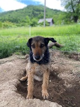 INGRID, Hund, Mischlingshund in Rumänien - Bild 23