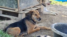 INGRID, Hund, Mischlingshund in Rumänien - Bild 25