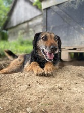 INGRID, Hund, Mischlingshund in Rumänien - Bild 26