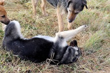 INGRID, Hund, Mischlingshund in Rumänien - Bild 27