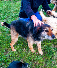 INGRID, Hund, Mischlingshund in Rumänien - Bild 28