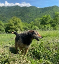 INGRID, Hund, Mischlingshund in Rumänien - Bild 29