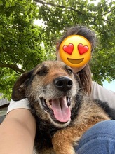 INGRID, Hund, Mischlingshund in Rumänien - Bild 31