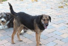 INGRID, Hund, Mischlingshund in Rumänien - Bild 4