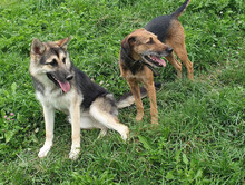 INGRID, Hund, Mischlingshund in Rumänien - Bild 6