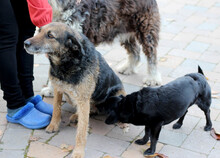 INGRID, Hund, Mischlingshund in Rumänien - Bild 7