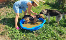 INGRID, Hund, Mischlingshund in Rumänien - Bild 8