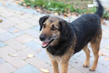 INGRID, Hund, Mischlingshund in Rumänien - Bild 9