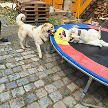 LUBEN, Hund, Mischlingshund in Salzhemmendorf - Bild 4