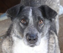 JANIS, Hund, Mischlingshund in Rumänien - Bild 1