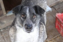 JANIS, Hund, Mischlingshund in Rumänien - Bild 9