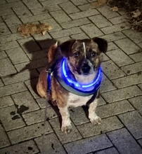 BASTI, Hund, Mischlingshund in Ludwigshafen - Bild 1